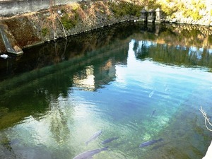 重殿水源 (3)
