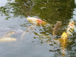 信照寺 (6)