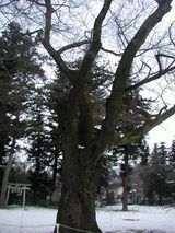 木