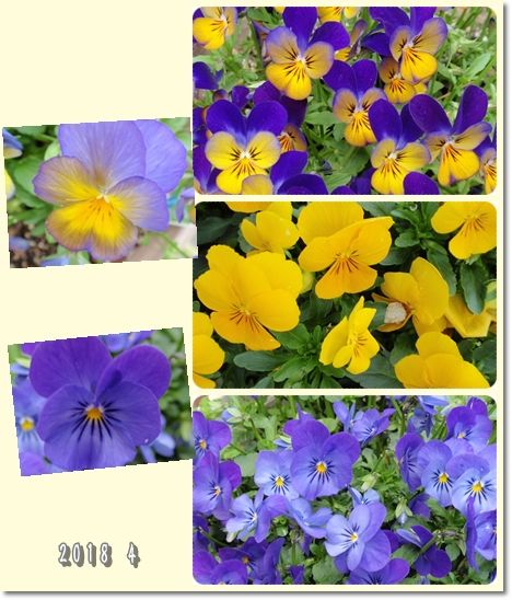 我が家の花118