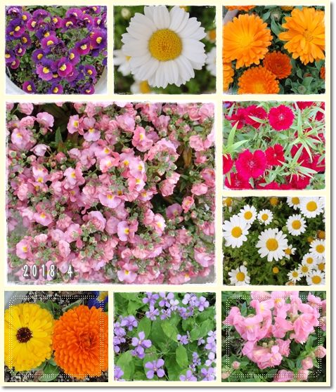 我が家の花 3 18 4