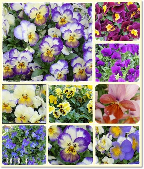 我が家の花2 18 4