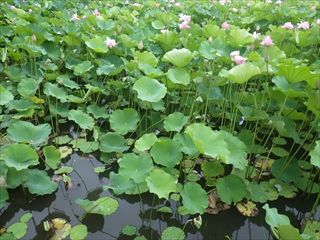 RIMG7236_R