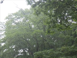 RIMG7243_R