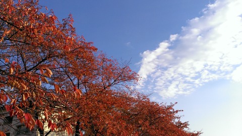 WP_20131116_018