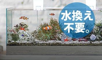 水換え無しで海水魚が飼えるらしい