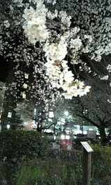 夜桜