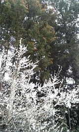 雪の葉