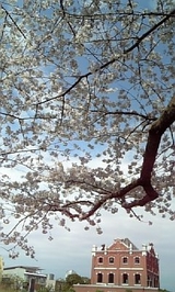 恵比寿の桜