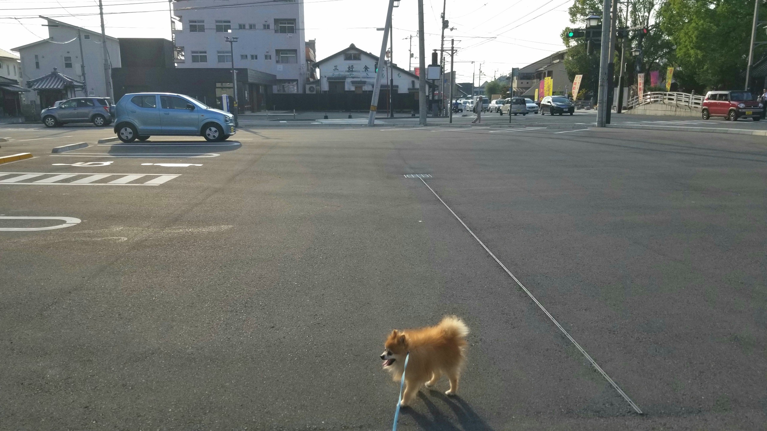 うちの子可愛い,愛犬との生活,お散歩はクタクタ,元気でいて欲しい
