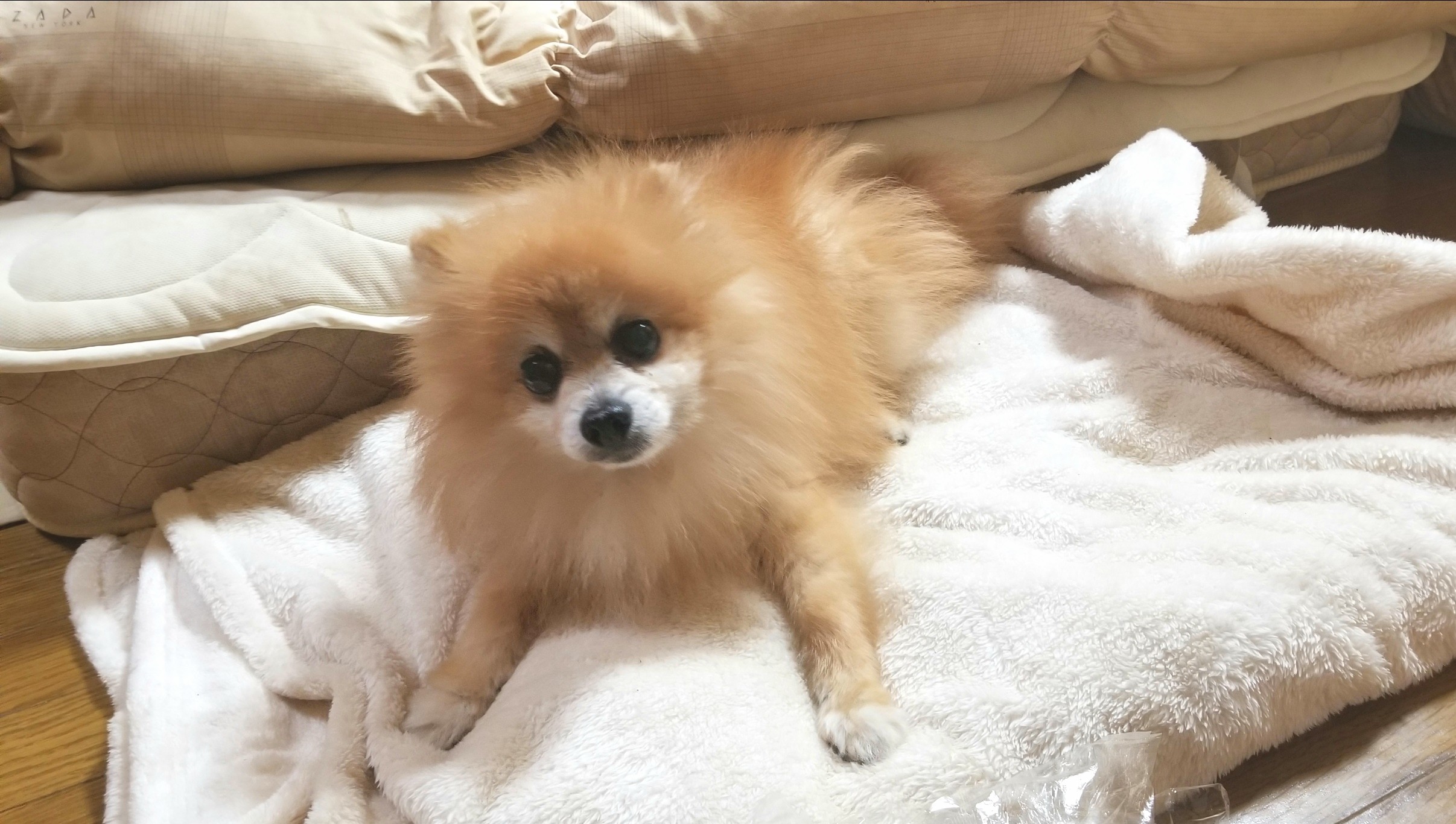 大好きな愛犬君,世界一可愛いポメラニアン,病気に負けない頑張る子