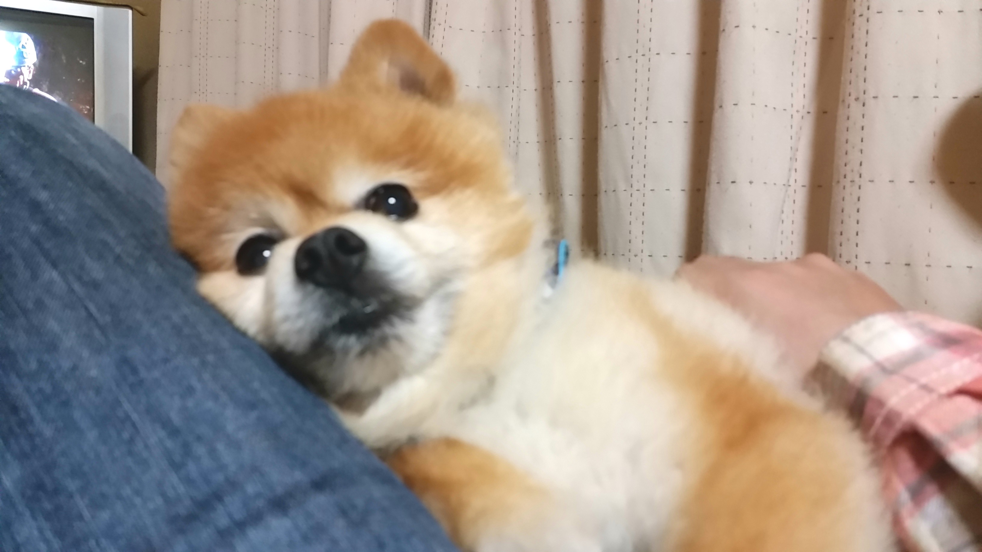 ペット,犬,ポメラニアン,ぬいぐるみみたい,まんまる,柴犬カット,可愛
