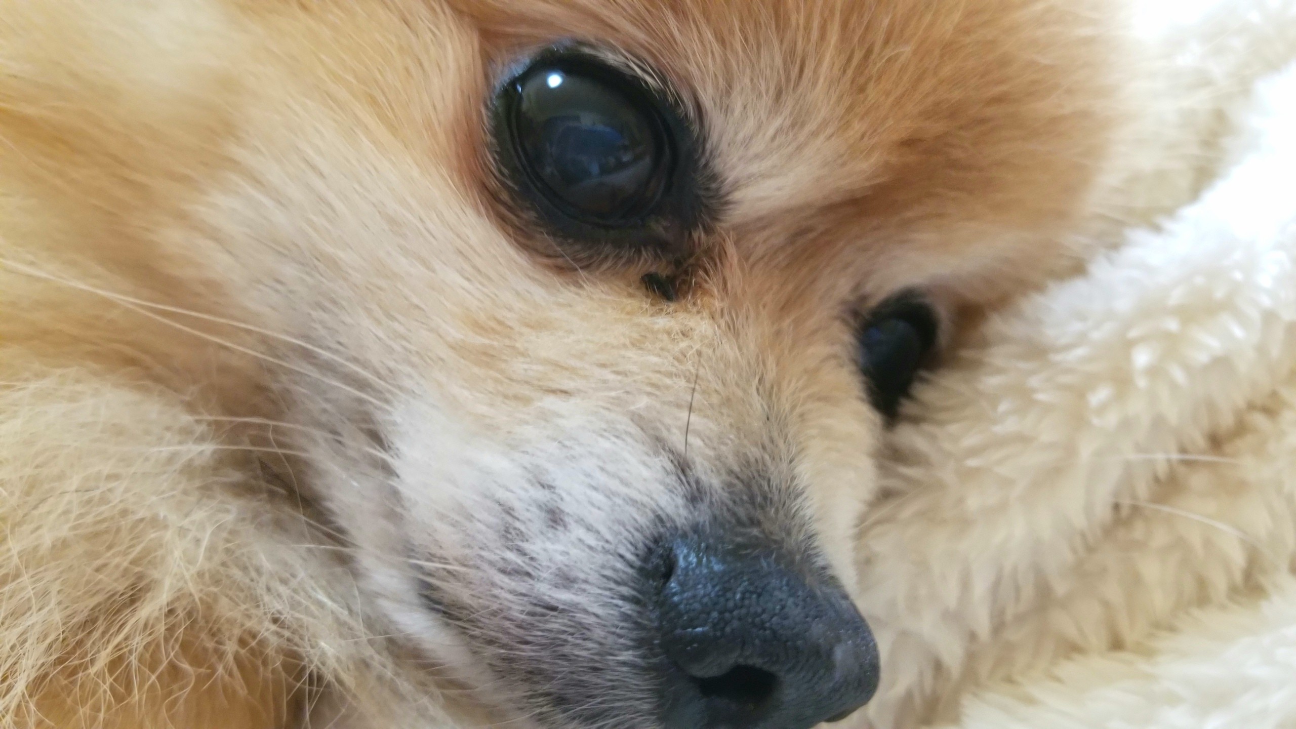 愛犬君の食事管理,肛門嚢炎,犬の病気,老犬ペットの様子,変化