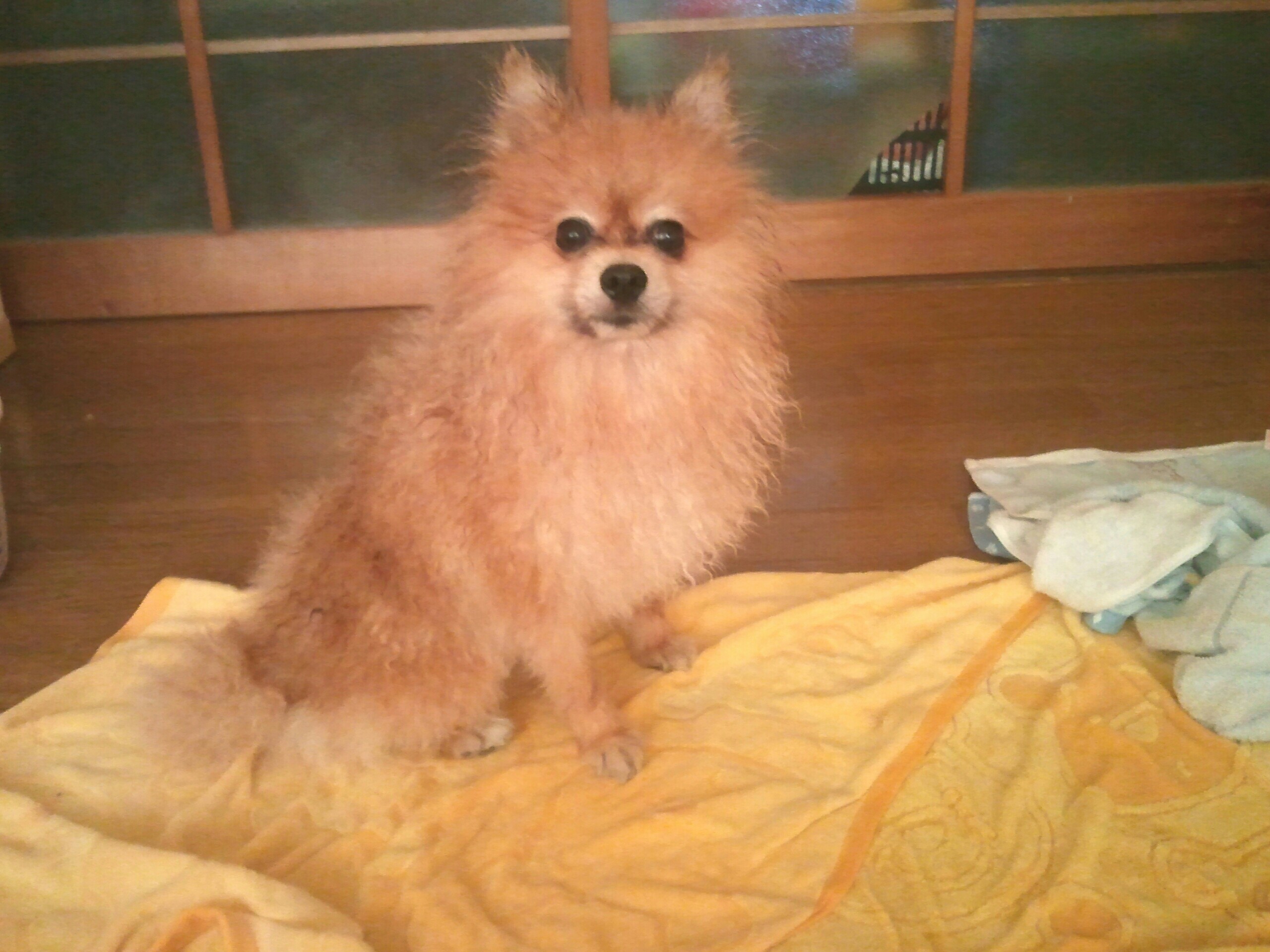 ペット,愛犬,ポメラニアン,フローリング,風呂あがり,かわいい動物