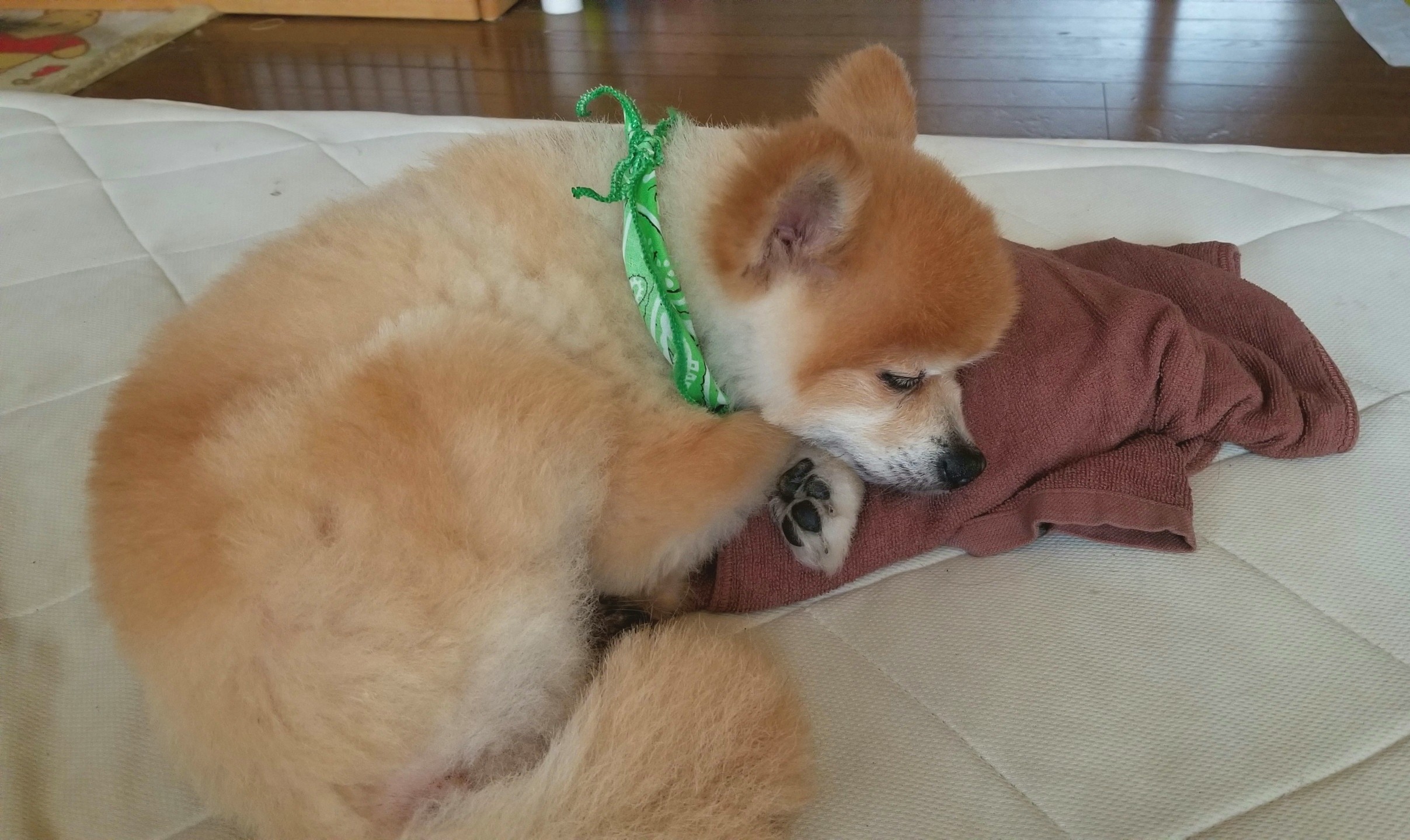 愛犬,ペット,犬,豆柴,ポメ,ポメラニアン,大好き,ラブラブ