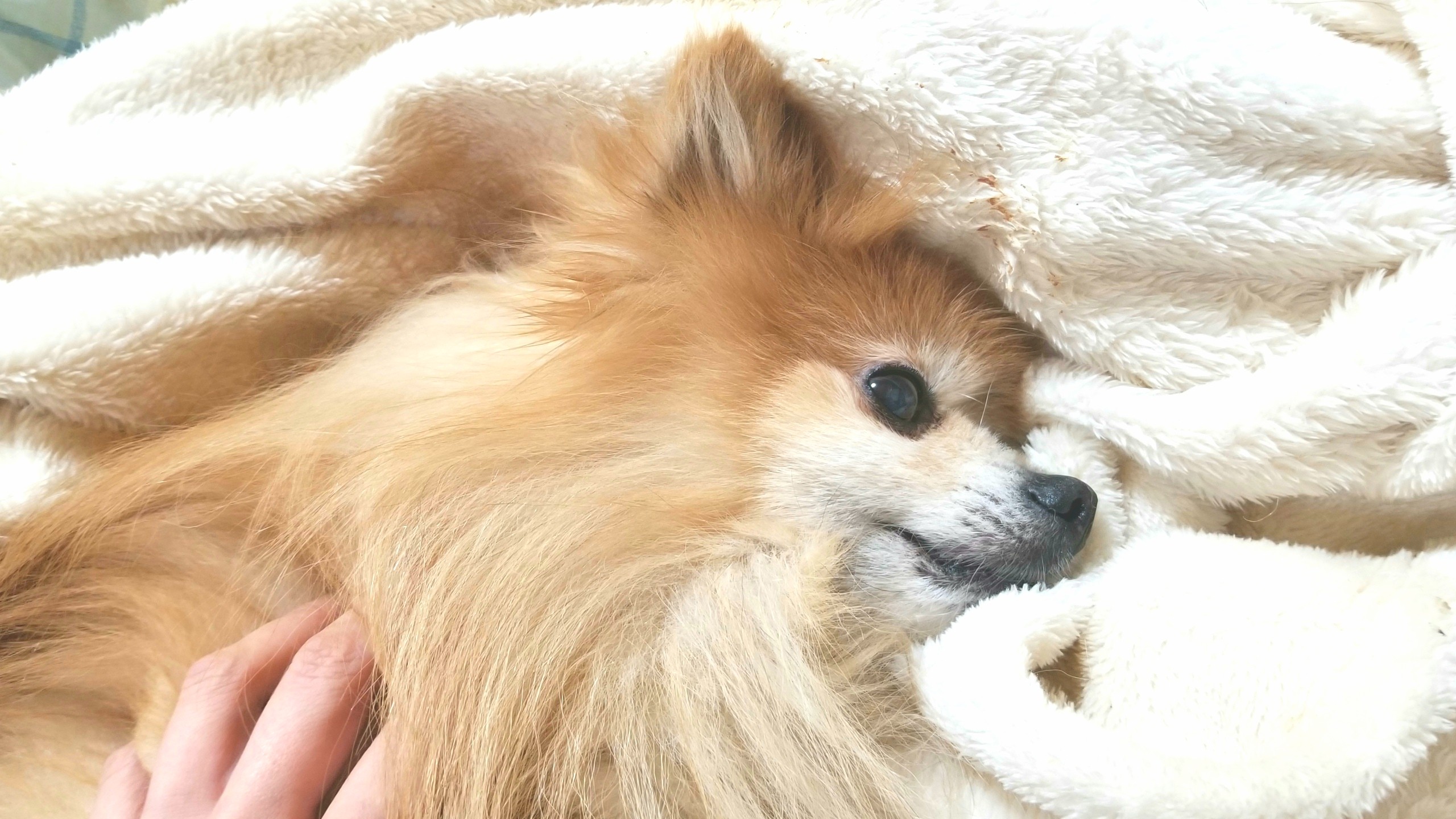 愛犬好き,かわいいポメラニアン,もふもふにやにや,男の子,socute