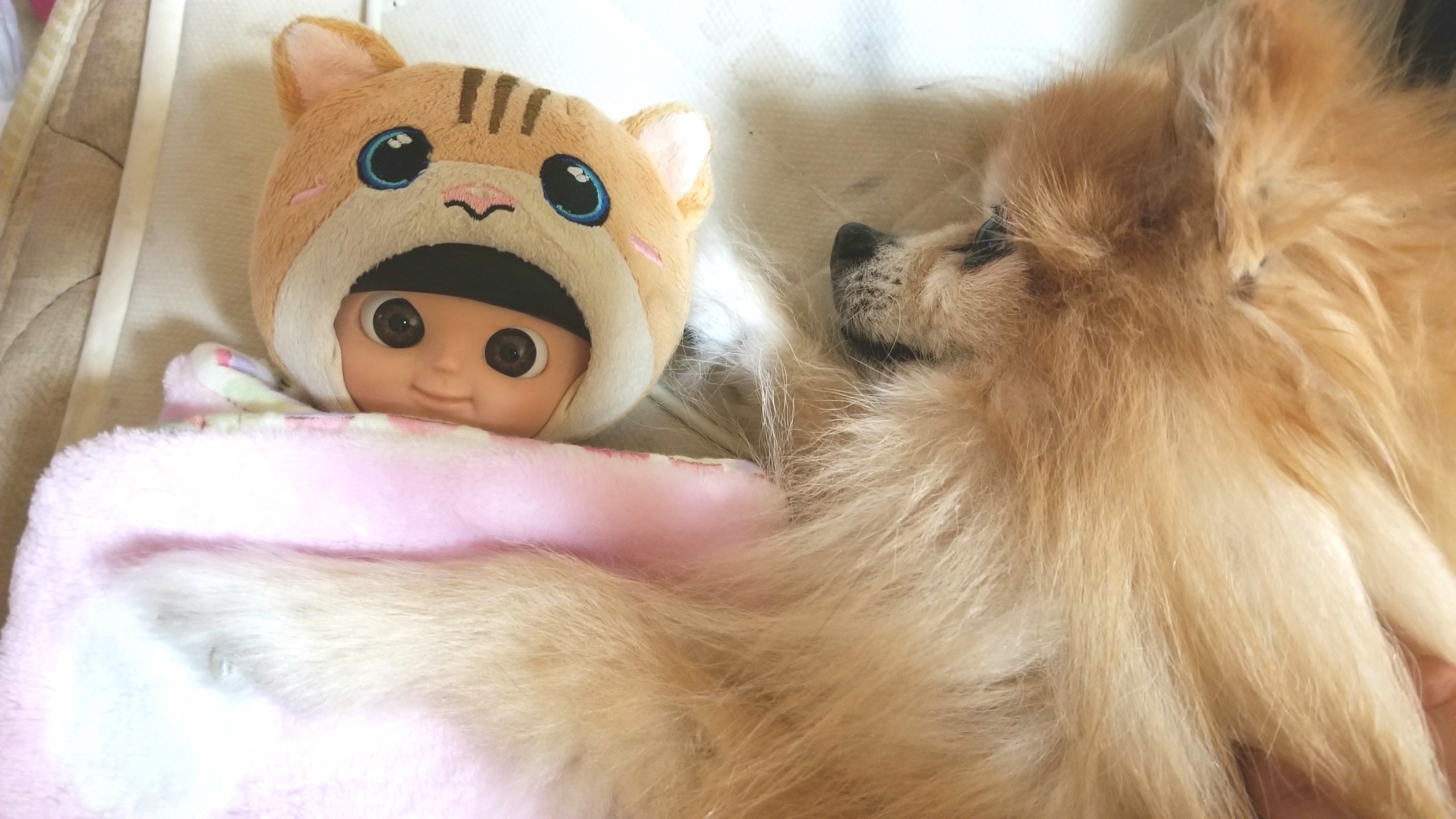 うちの子かわいい,愛犬ポメラニアン,ラブ,寝顔大好き,ドールと仲良し