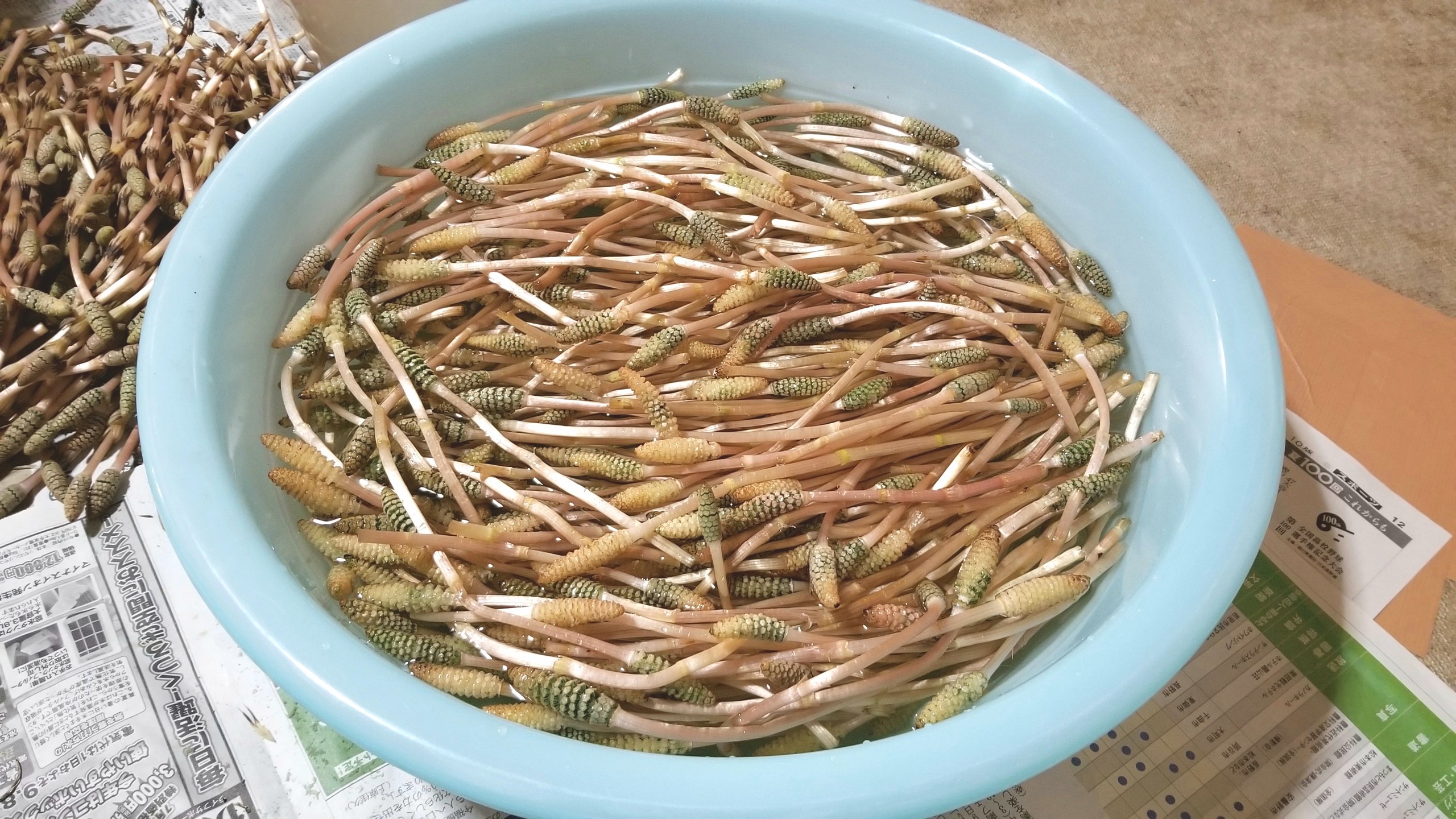 食べ頃のつくし,はかま剥き,下処理,時期旬シーズン,嬉しい幸せ