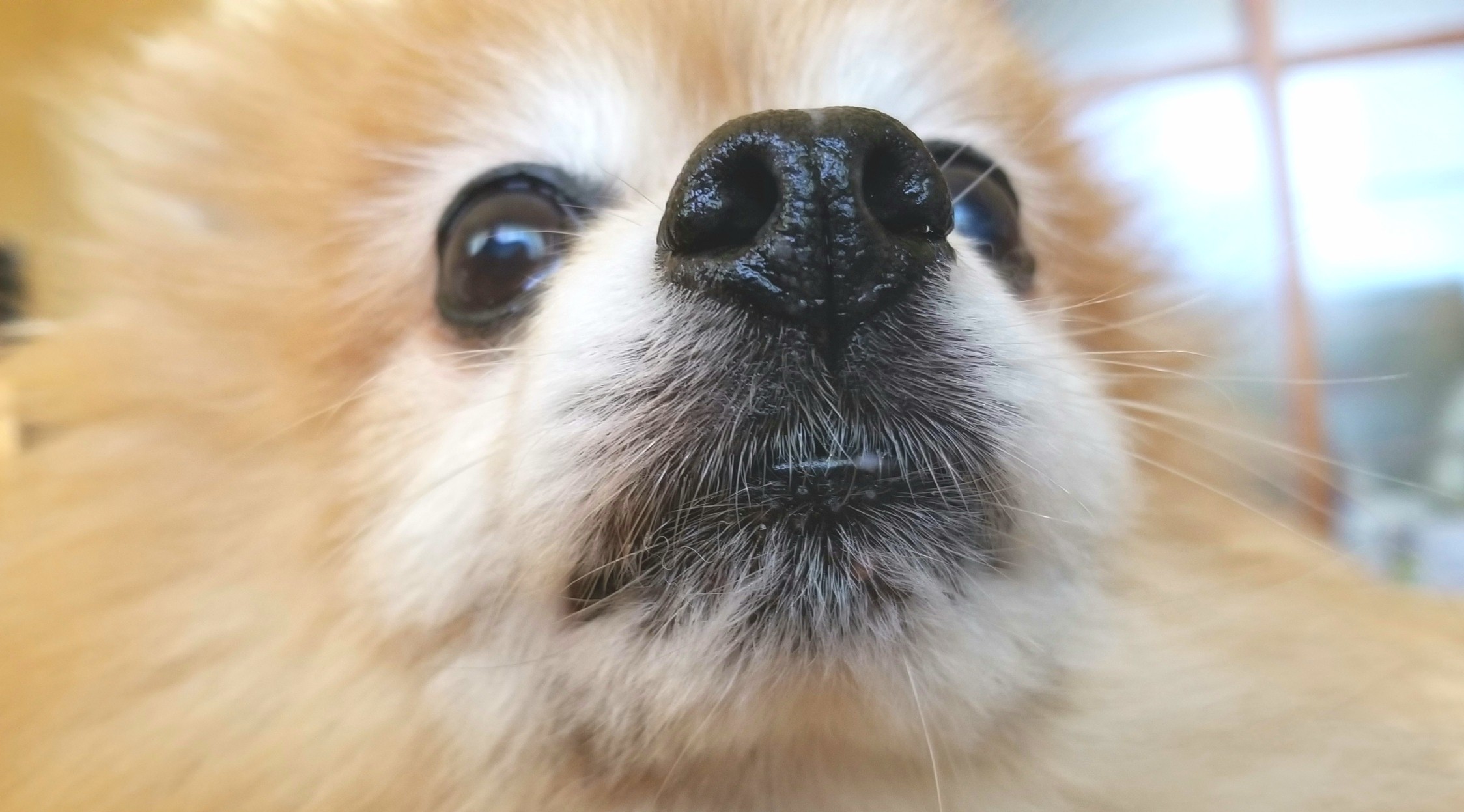 うちの子可愛い,ペットのいる暮らし,老犬のケア,長生きして欲しい