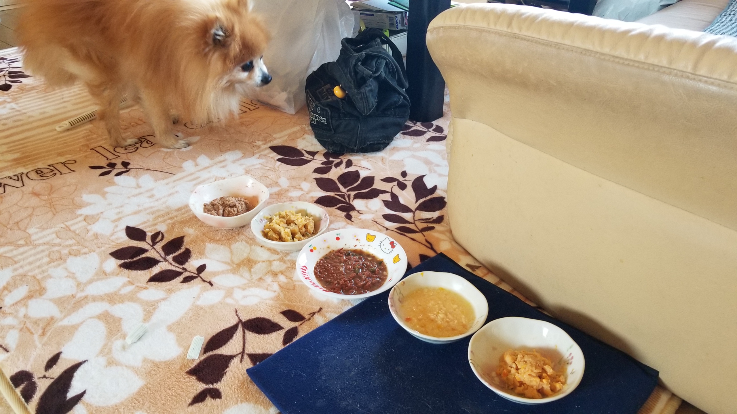 愛犬ペットの病気,膝パテラ痛み,食欲不振ご飯を食べない,歩けない
