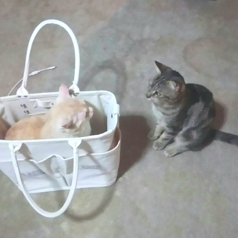ãã³ã®ããã«,ç«æŠãå§å©,ããããé¢çœã,åãåã,ãããµã«ã