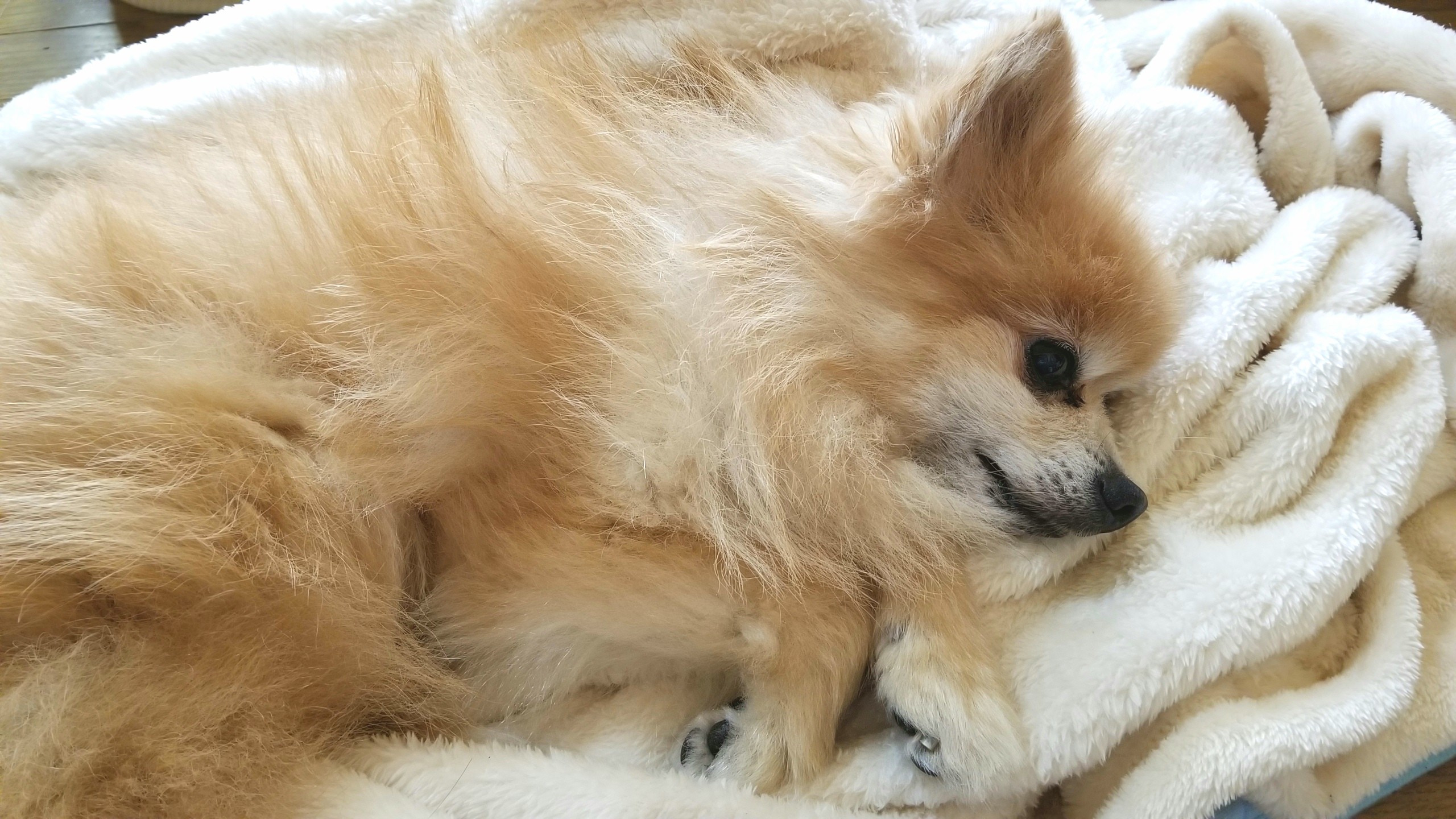 ポメラニアン,超可愛い,犬大好き,愛犬君,ペットは家族,ワンちゃん