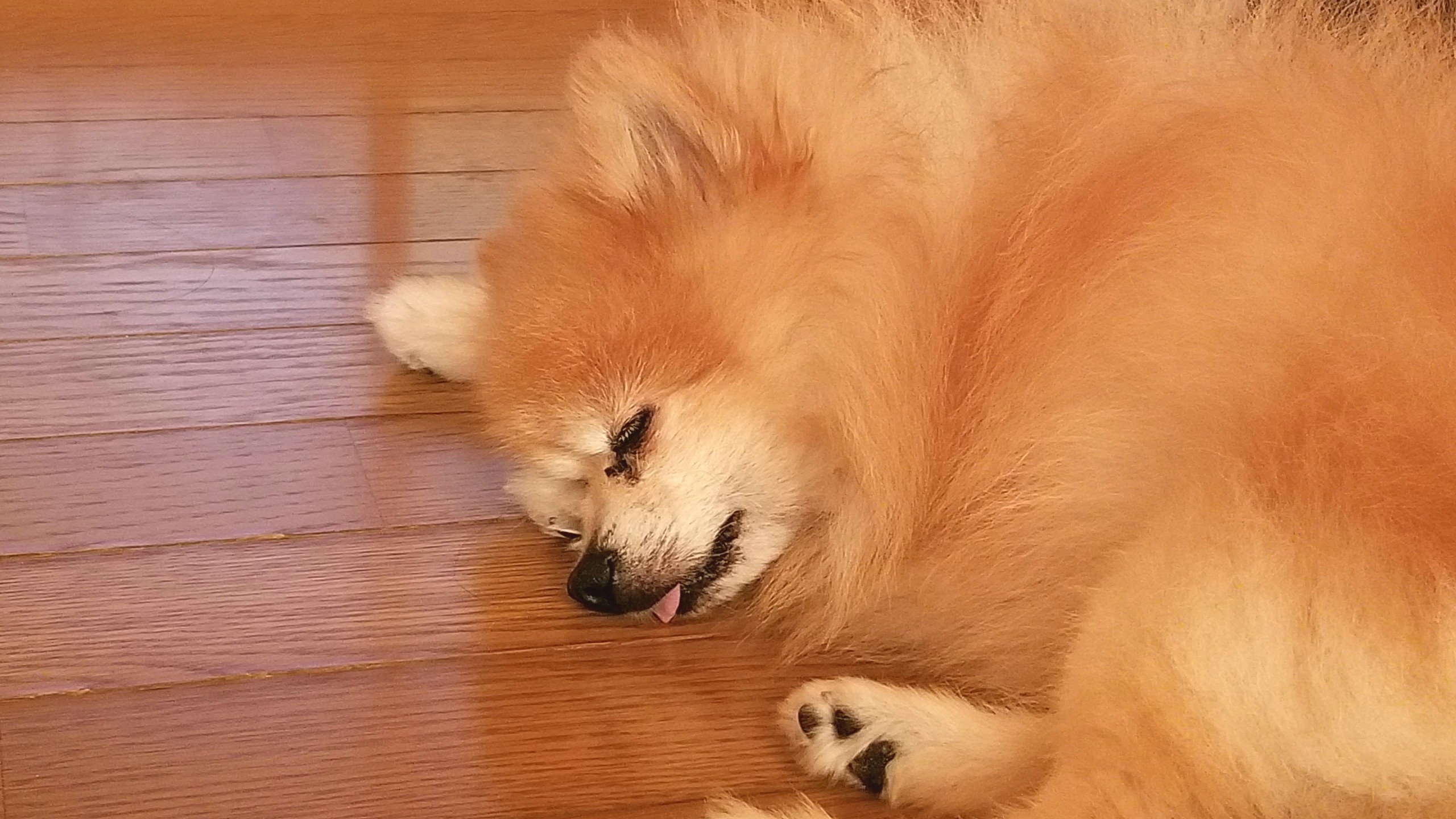 愛犬君,ワンこ,犬好き,ペット,ポメラニアン,可愛い寝顔,病気に負けず