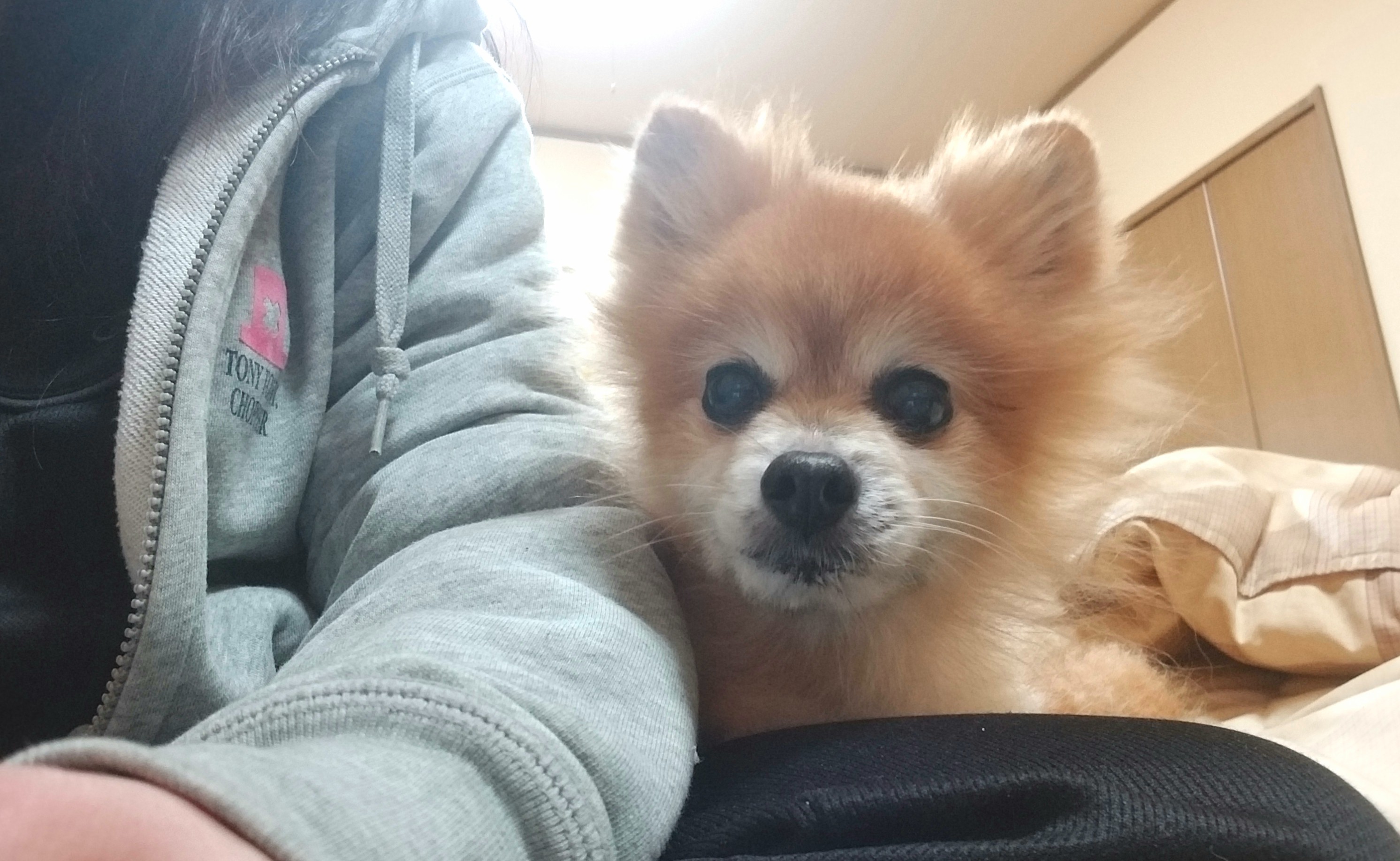 ミニチュアフード,愛犬,ポメラニアン,作業を見てる,可愛い