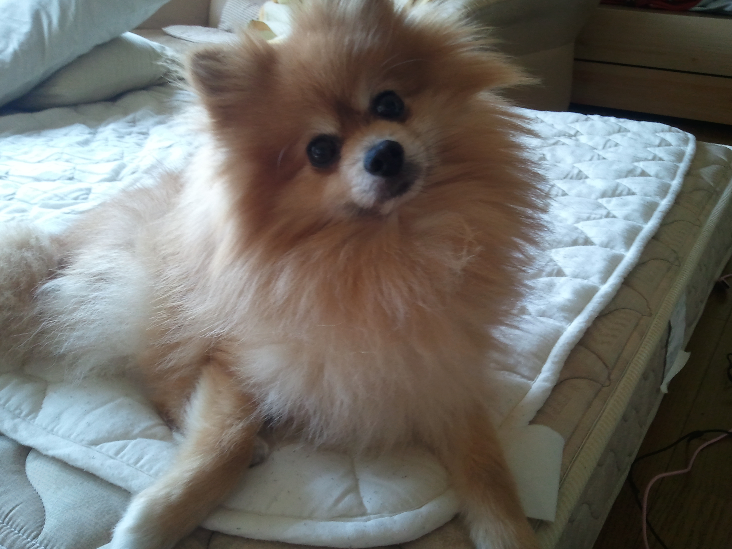 愛犬ペット,かわいい表情のポメラニアン,お顔,鼻目口,犬好きブログ