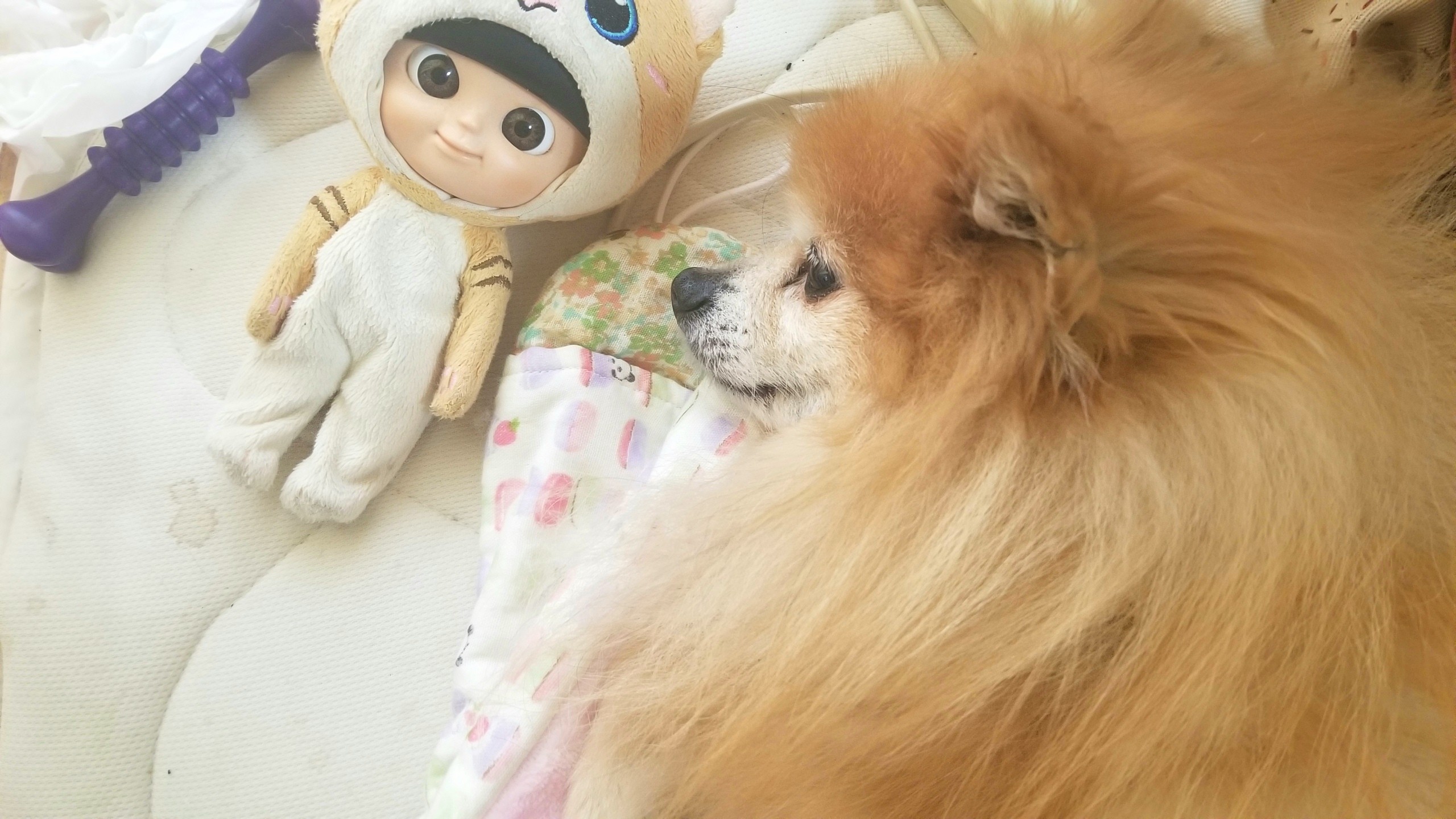 世界一かわいいポメラニアン,大好きな愛犬,若い老犬,もふもふ寝顔