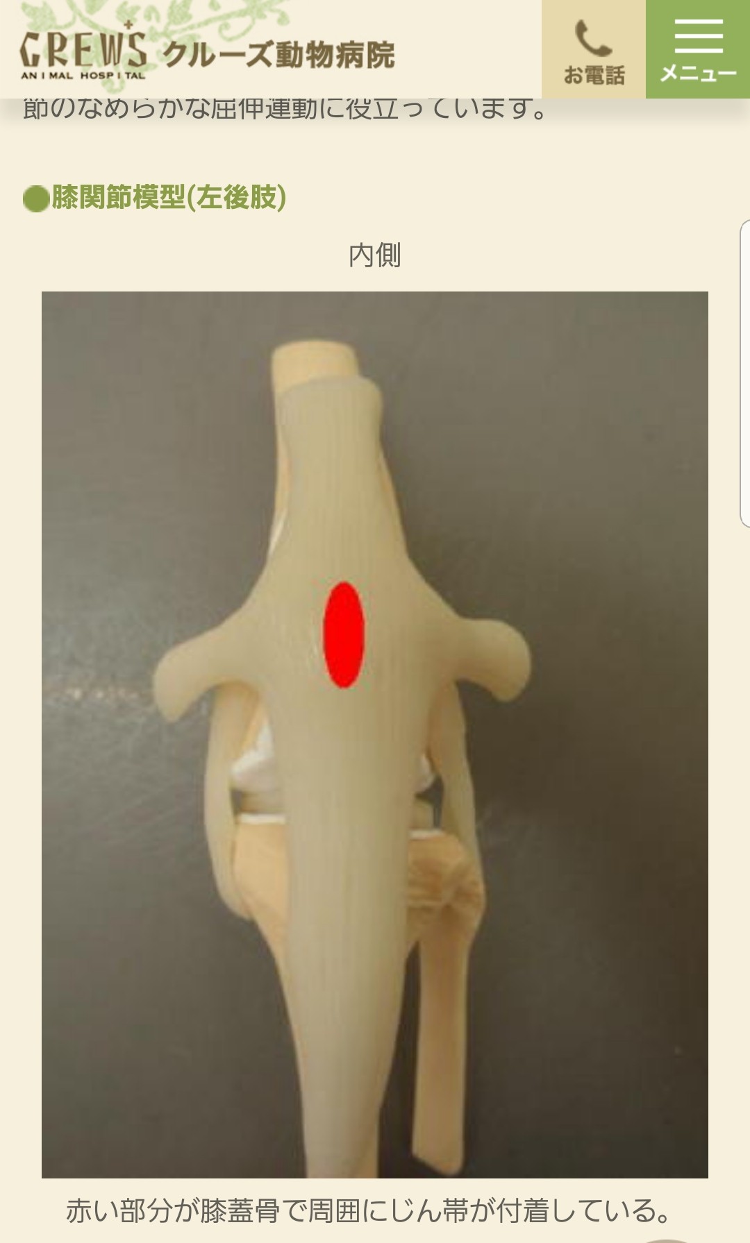 膝蓋骨脱臼,パテラ,室内犬,犬の病気,手足の痛み,老犬,ペット,小型犬