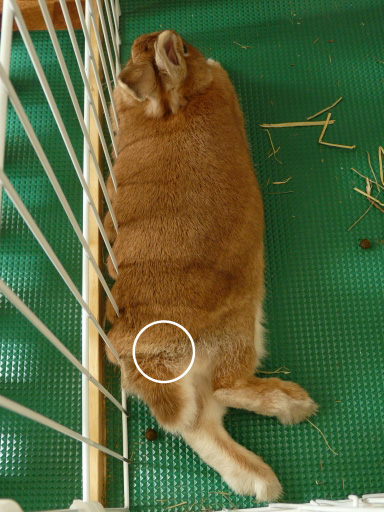 P1060558のコピー