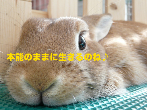 P1070256のコピー