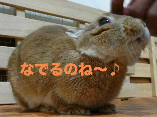 P1090826のコピー