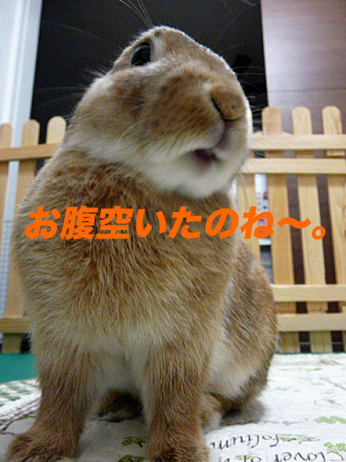 P1130899のコピ