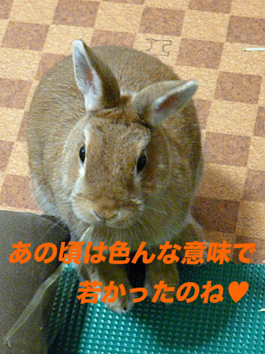 P1140205のコピ