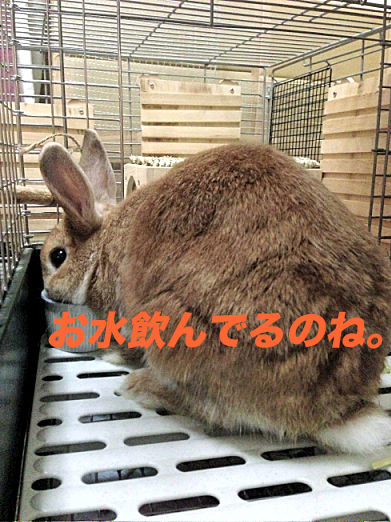 IMG_4429のコピー