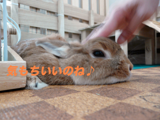 P1100715のコピー