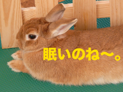 P1080641のコピー