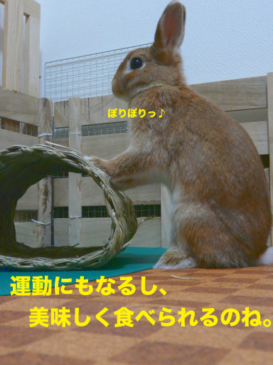 P1060582のコピーのコピー