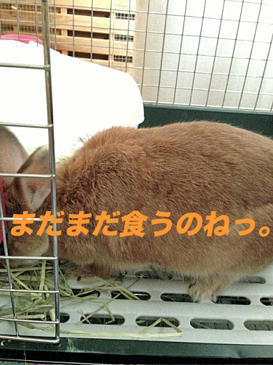 IMG_4092¤Î¥³¥Ô¡¼