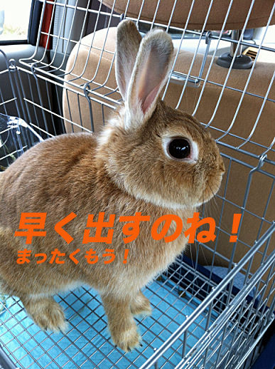 17のコピー