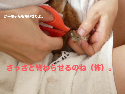 P1050805のコピー