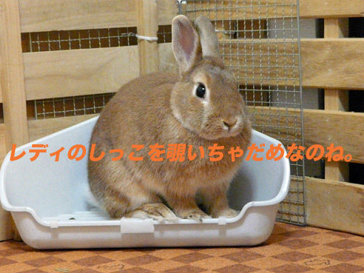 P1110610のコピー