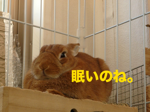 P1080582のコピー