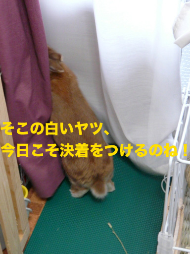 P1080648のコピー