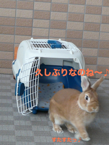 P1060107のコピー