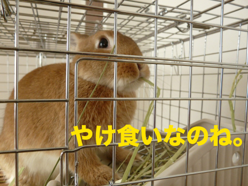 P1070194のコピー