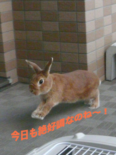 P1060140のコピー