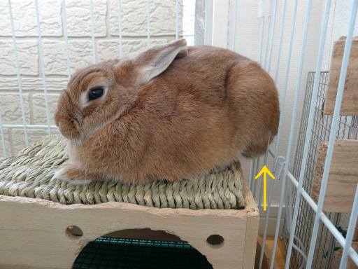 P1080585のコピー